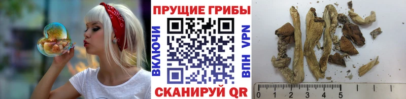 Псилоцибиновые грибы мицелий  Радужный 