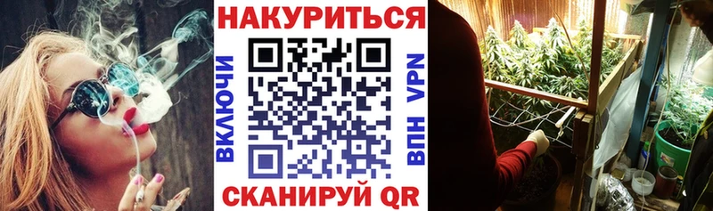 где найти   Радужный  МАРИХУАНА сатива 
